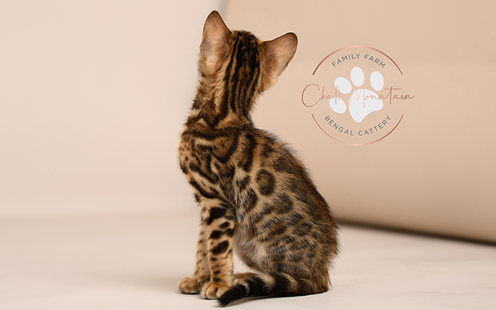 Bengal kitten for sale